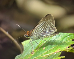 Image of Vettius artona