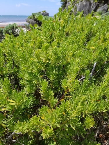 Baycedar