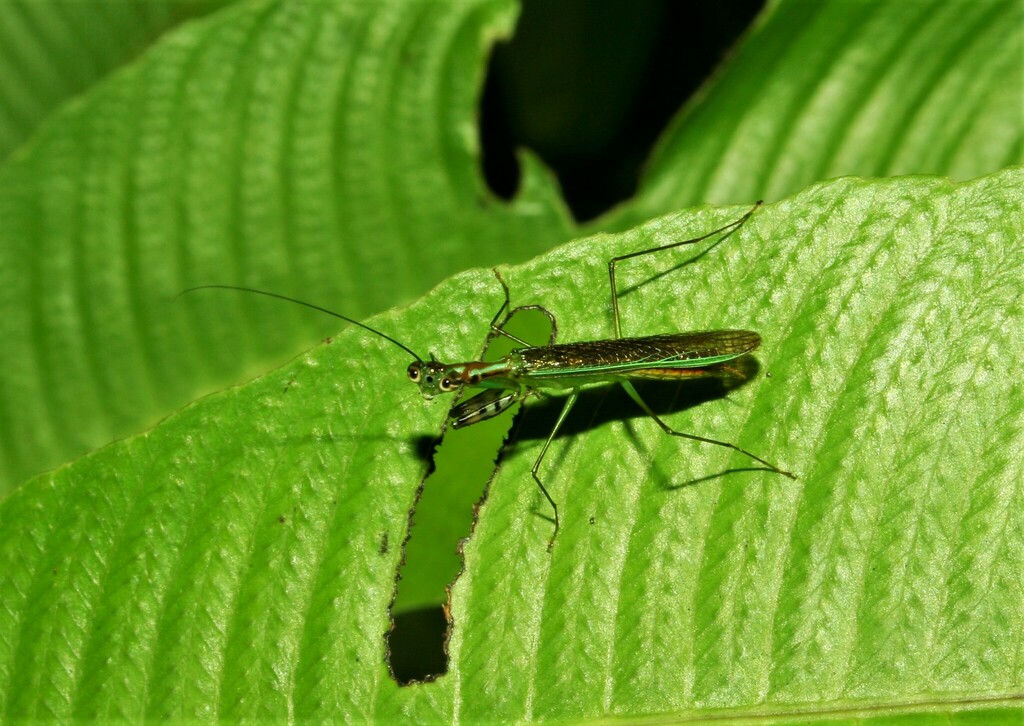 Hapalopeza from WWF Station lalut Birai Malinau Regency, North