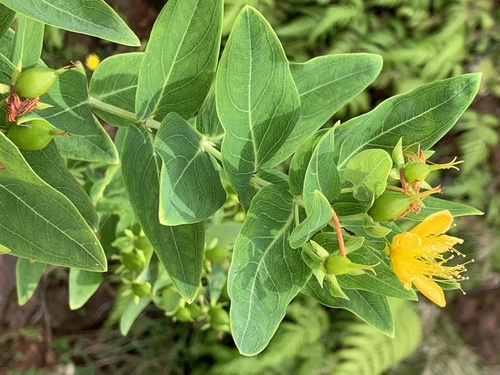 Azorean St. John's-wort