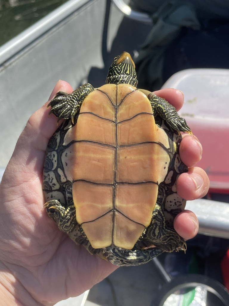 Northern Map Turtle In September 2022 By Alexander Campbell Handled   Large 