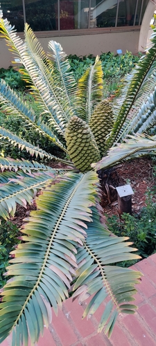 Runde Cycad (Encephalartos concinnus)