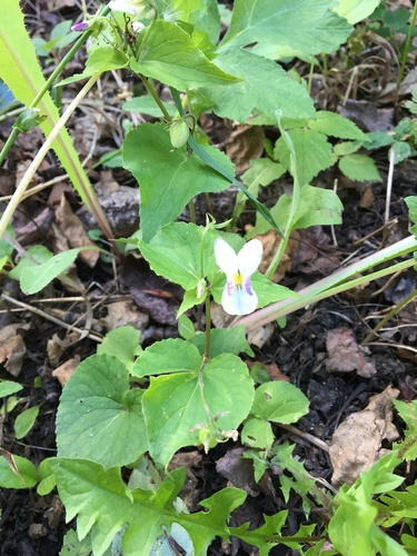 Canada Violet