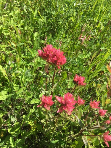 giant red paintbrush