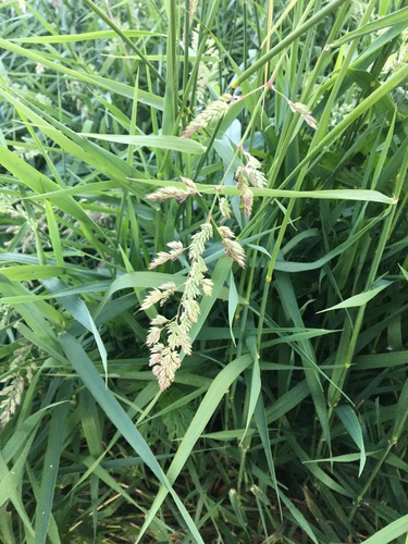reed canary grass