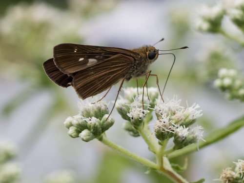 Ocola Skipper