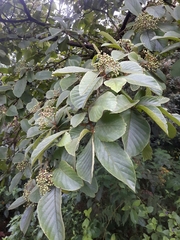 Cordia cymosa image