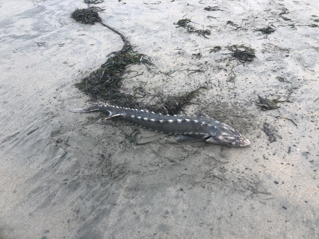 Green Sturgeon in August 2022 by Julian Durante. No bite marks or hook ...