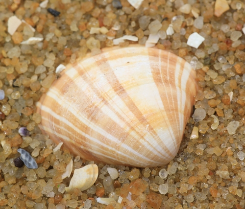Callista kingii · iNaturalist United Kingdom
