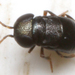 Choreia inepta - Photo (c) gernotkunz, todos los derechos reservados, subido por gernotkunz