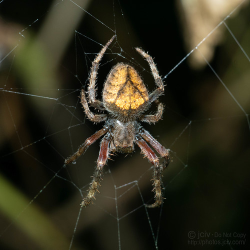 Eriophora edax