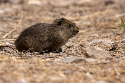 Montane Guinea Pig