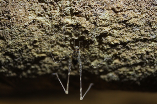 Novotettix naracoortensis