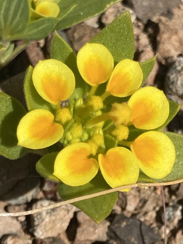 madder family (Family Rubiaceae)  iNaturalist