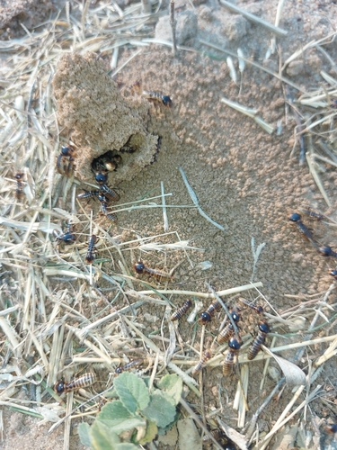 Northern Harvester Termite