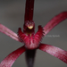 Blood Spider Orchid - Photo (c) Felix Nicholls, all rights reserved, uploaded by Felix Nicholls