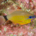 Ringtail Cardinalfish - Photo (c) Ian Shaw, all rights reserved, uploaded by Ian Shaw