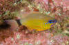 Ringtail Cardinalfish - Photo (c) Ian Shaw, all rights reserved, uploaded by Ian Shaw