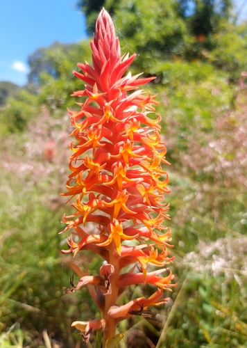 Dichromanthus cinnabarinus (Lex.) Garay