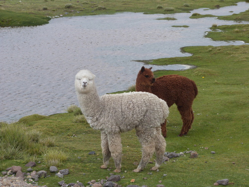Alpaca
