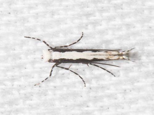 Willow Leaf Blotch Miner Moth