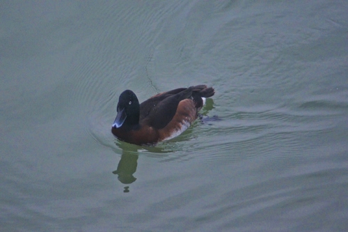 Baer's Pochard
