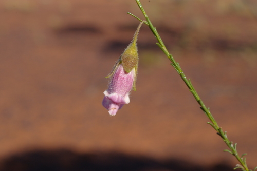 Eremophila appressa