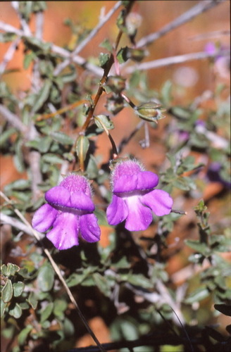 Eremophila arguta