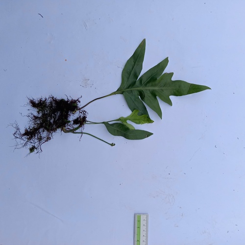 monarch fern