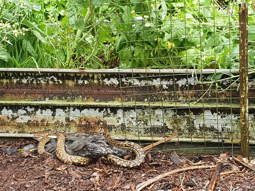 Australian Scrub Python sighting