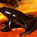 Black Narrow-mouthed Frog - Photo (c) Juan Carlos Luna, all rights reserved, uploaded by Juan Carlos Luna