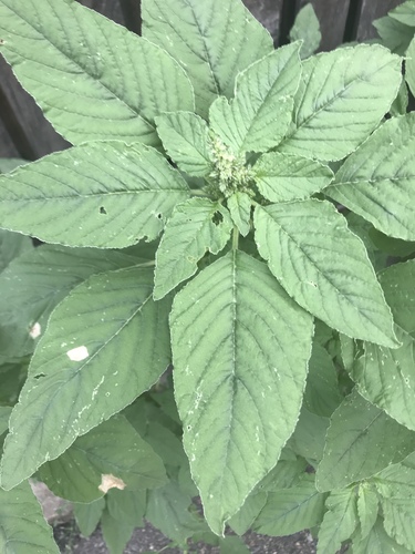 carelessweed (Amaranthus palmeri)