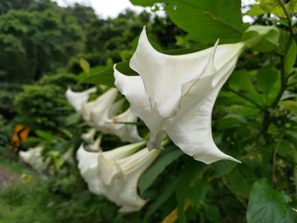 Brugmansia suaveolens — an easy houseplant, prefers full sun light