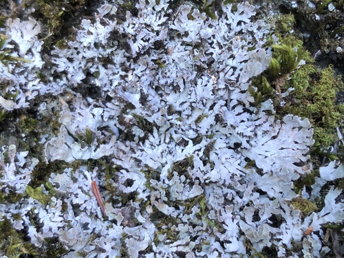 Ground Frost Lichen