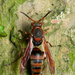 Polistes eboshinus - Photo (c) Janus Olajuan Boediman, all rights reserved, uploaded by Janus Olajuan Boediman