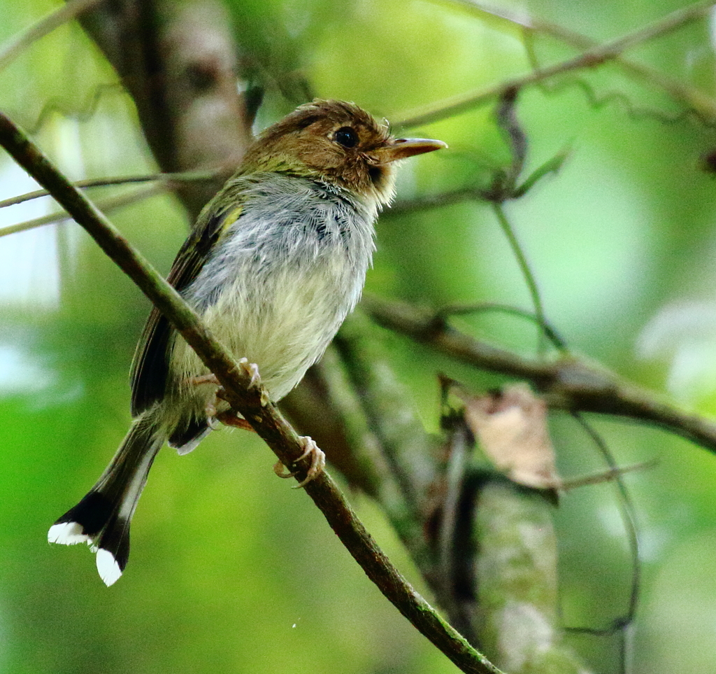 Fork-tailed Pygmy-Tyrant (Hemitriccus furcatus) photo