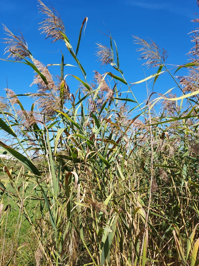 common reed (Phragmites australis)  iNaturalist