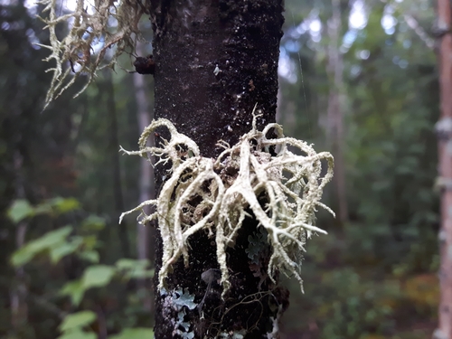 Boreal Oakmoss