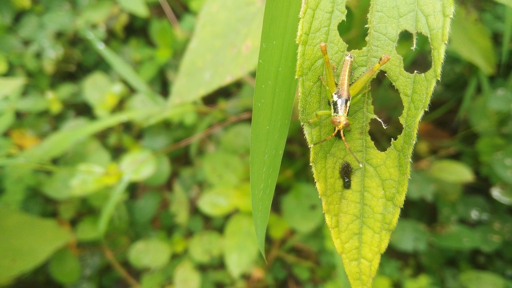 Little Clown Grasshopper from Narasinga Puram, Andhra Pradesh 517102 ...