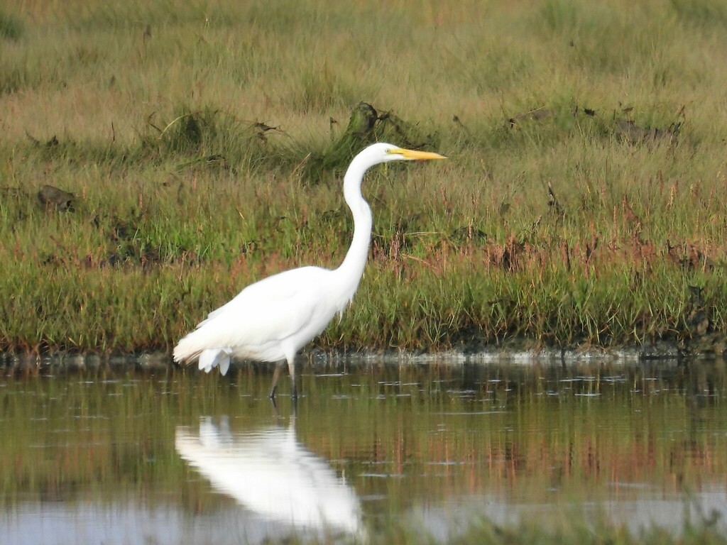 Great Egret from Irving Nature Park, Saint John, New Brunswick, Canada ...