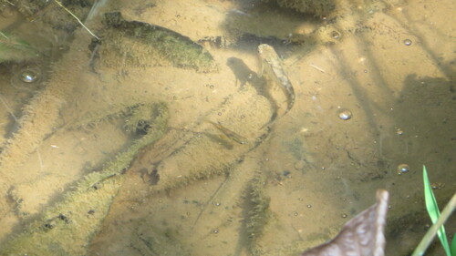 Anablepsoides christinae