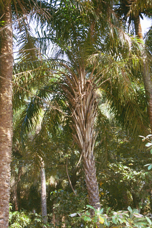  Foto zu African oil palm from Malapouyah, Boké, Guinea on January 04, 2003 by F 