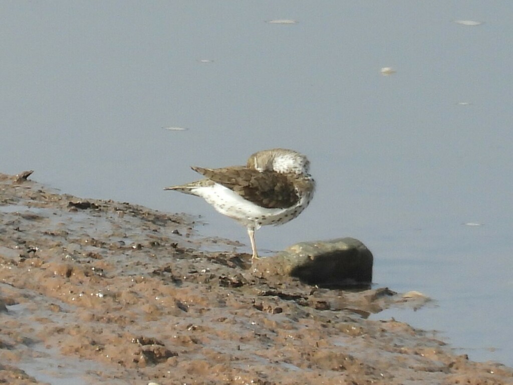 Spotted Sandpiper From Irving Nature Park Saint John New Brunswick   Large 