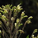 Woolly Ornamental Tobacco - Photo (c) Daniel Lane, all rights reserved, uploaded by Daniel Lane