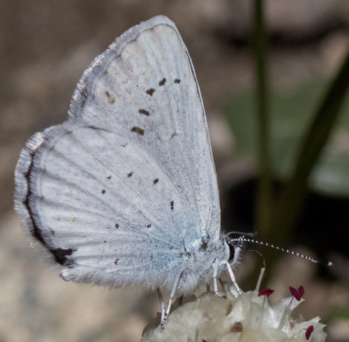 Anna's Blue