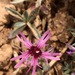 Plateau Catchfly - Photo (c) mayaakpinar, all rights reserved, uploaded by mayaakpinar