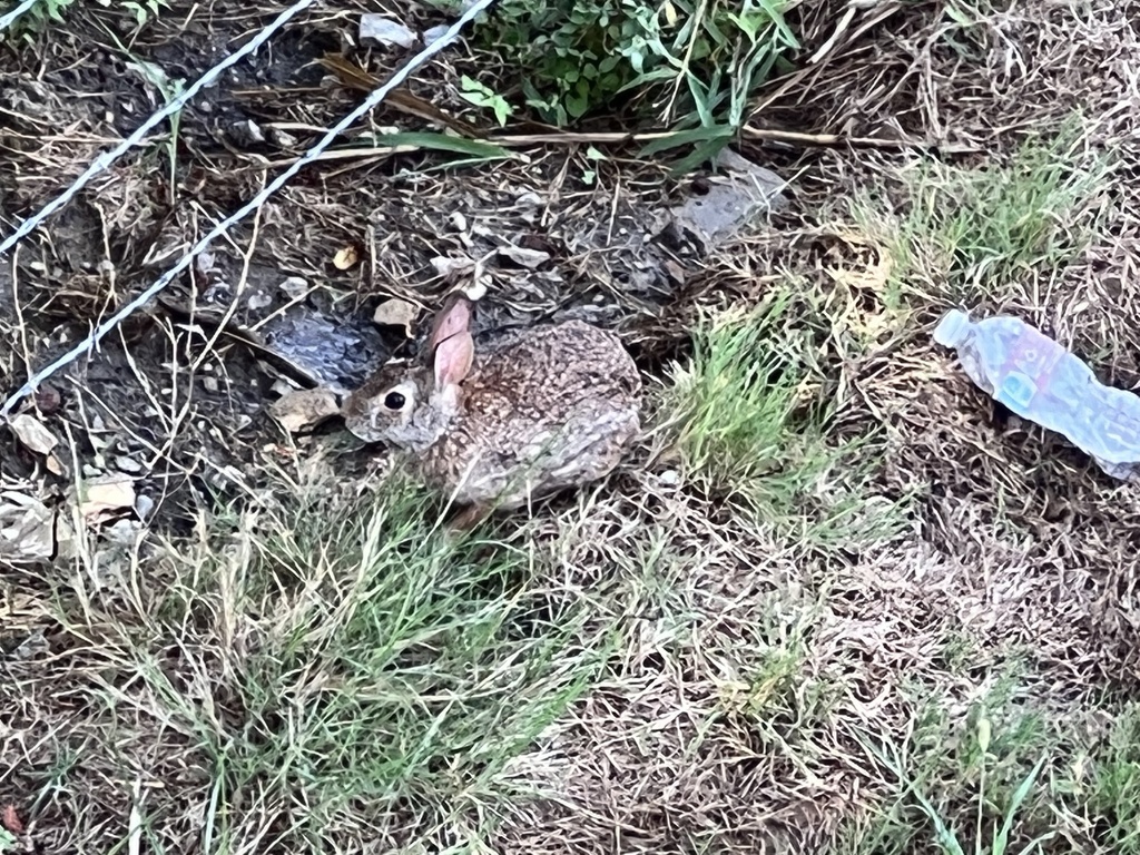 Cottontail Rabbits from Cedar Hill State Park, Cedar Hill, TX, US on
