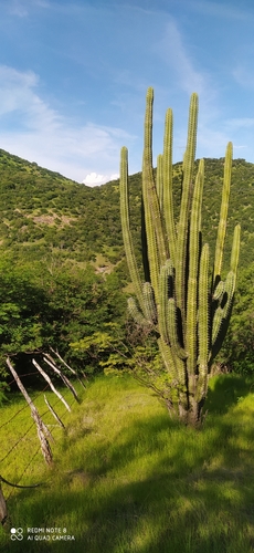 Quevedó's Pitayo (Stenocereus quevedonis)