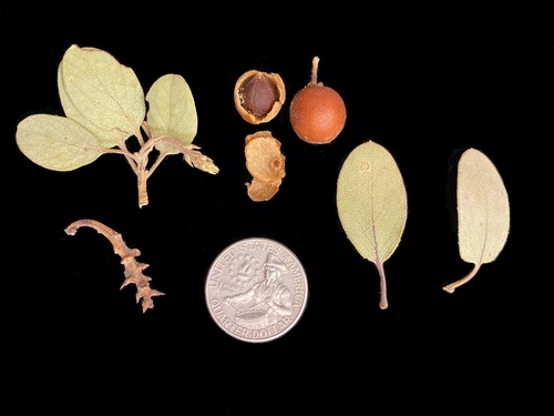 Bigberry Manzanita fruiting