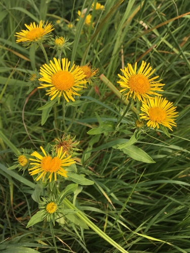 Meadow Fleabane